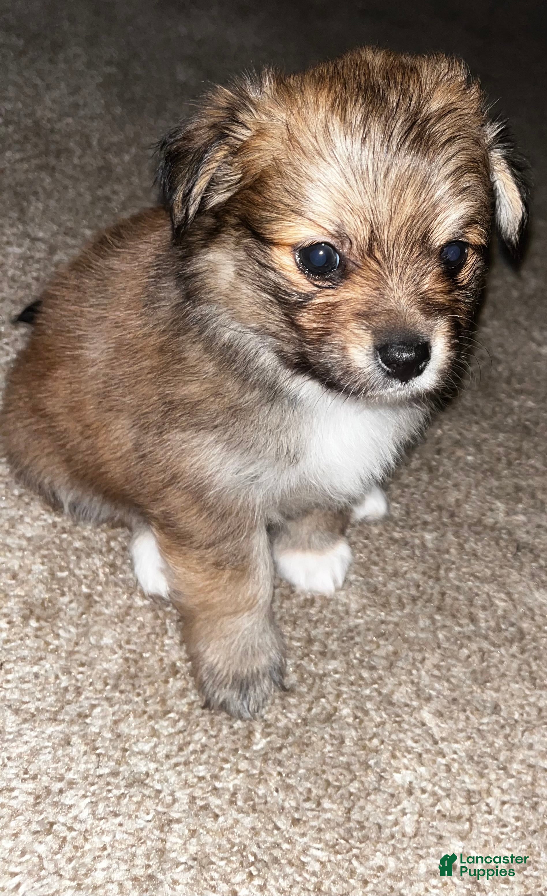 Pomeranian dogs Pomeranian Puppy 1 - Ad 13