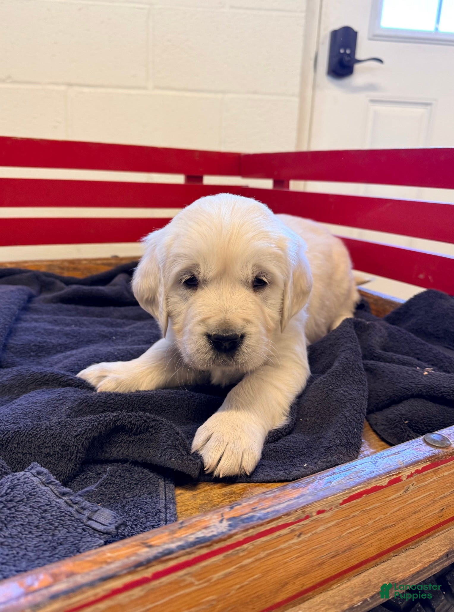 Golden Retriever dogs Clara - Ad 1