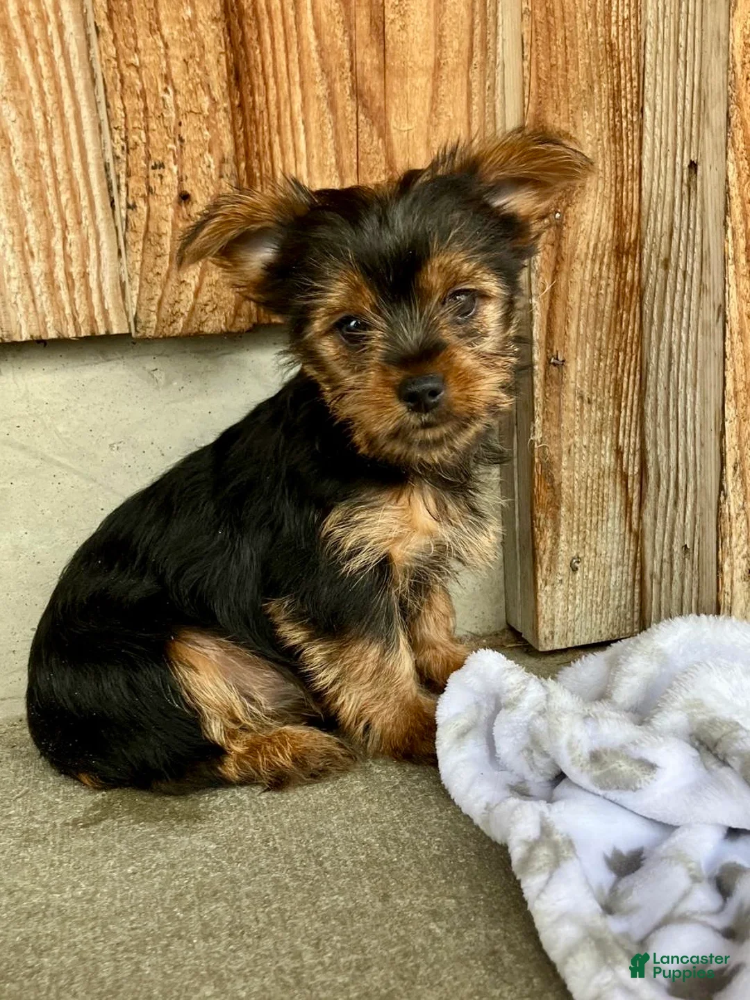 Yorkshire Terrier dogs for sale: Sparkle - Ad 2