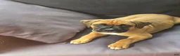 Boxer dogs for sale:  Jazzy - Ad 7
