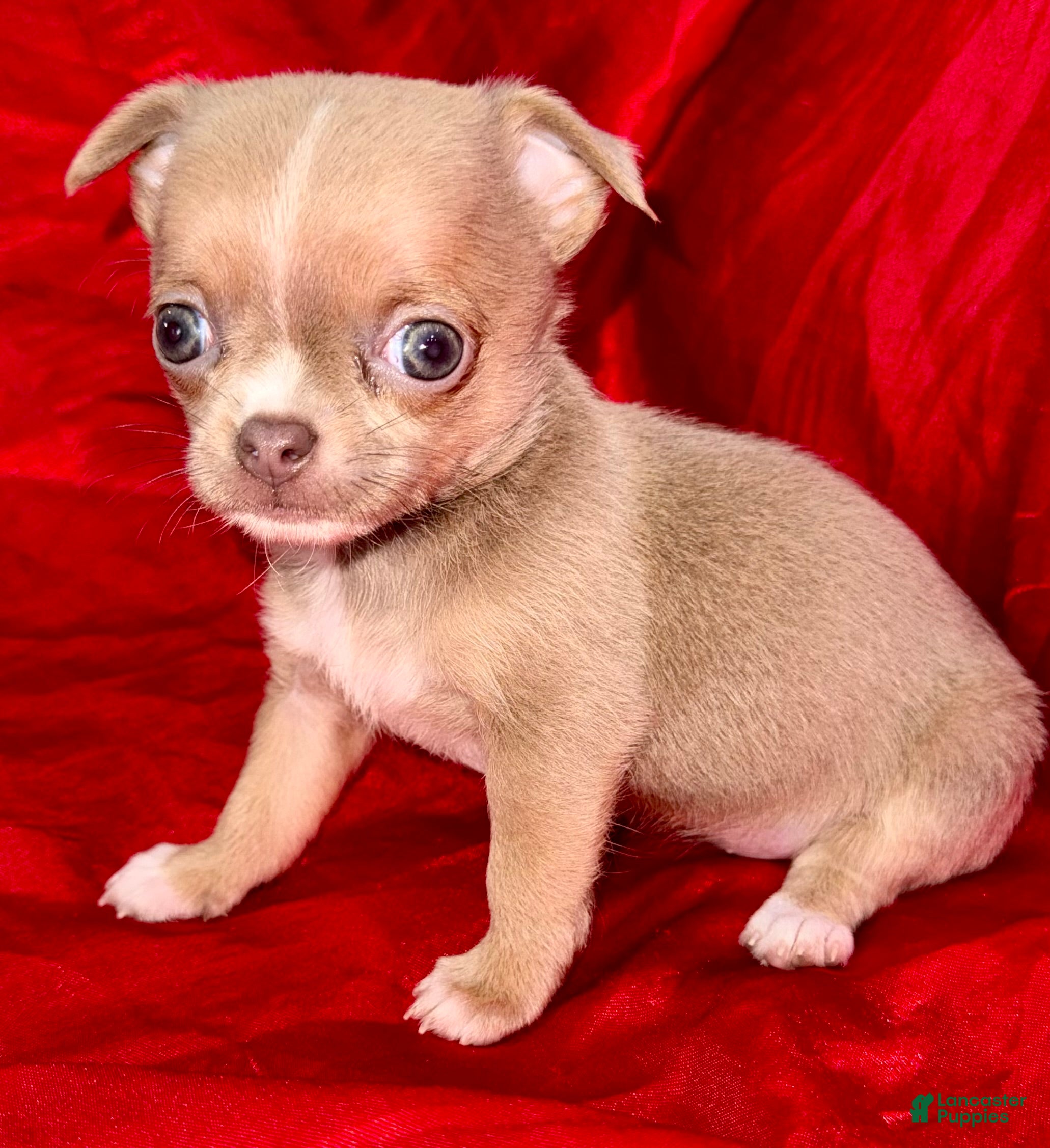 Chihuahua dogs Chihuahua Puppy 1 - Ad 1
