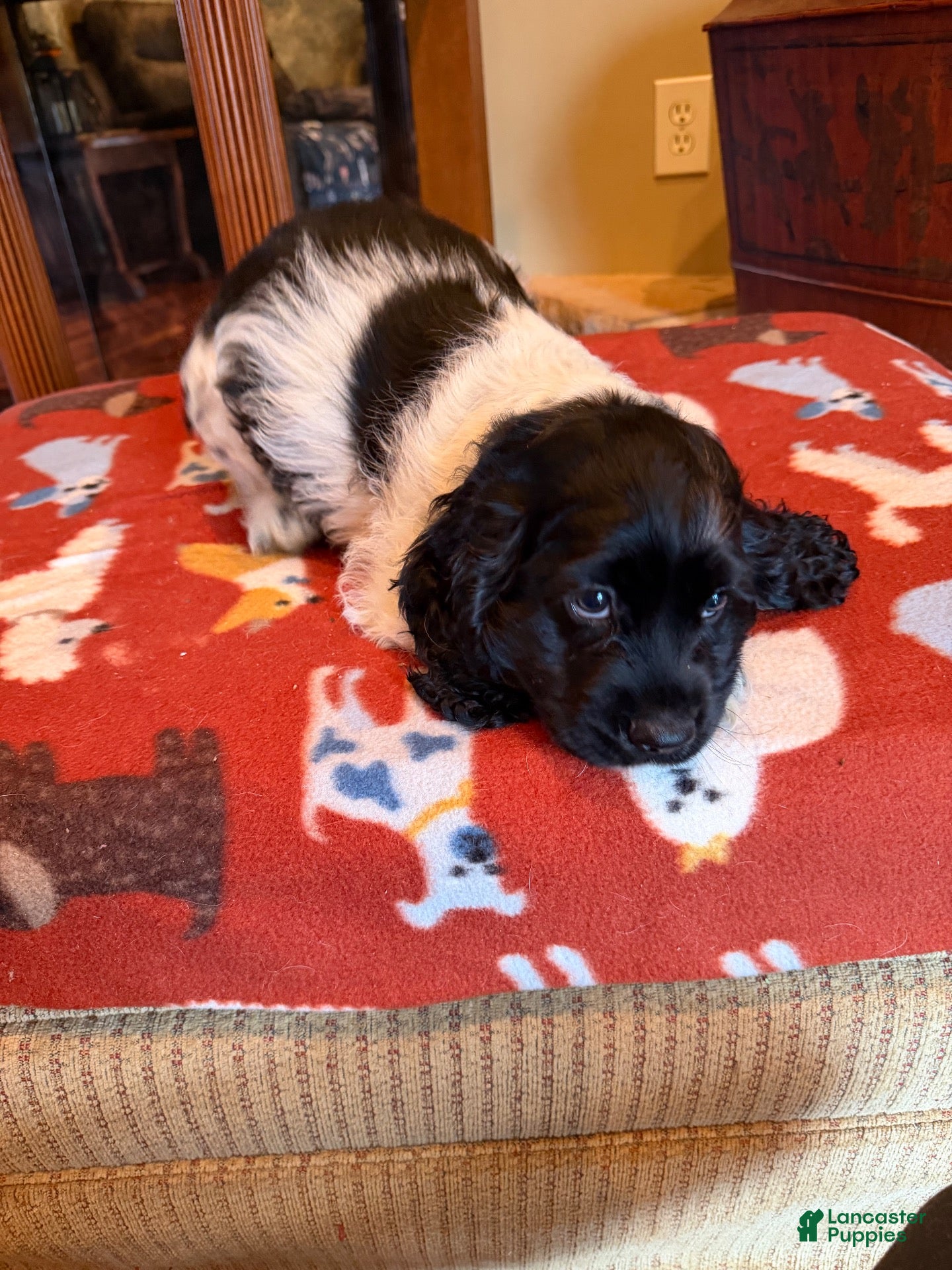 Cocker Spaniel dogs Black Jack - Ad 2