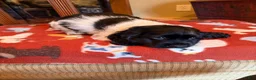 Cocker Spaniel dogs for sale: Black Jack - Ad 9