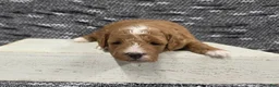 Miniature Poodle dogs for sale: Cooper - Ad 8