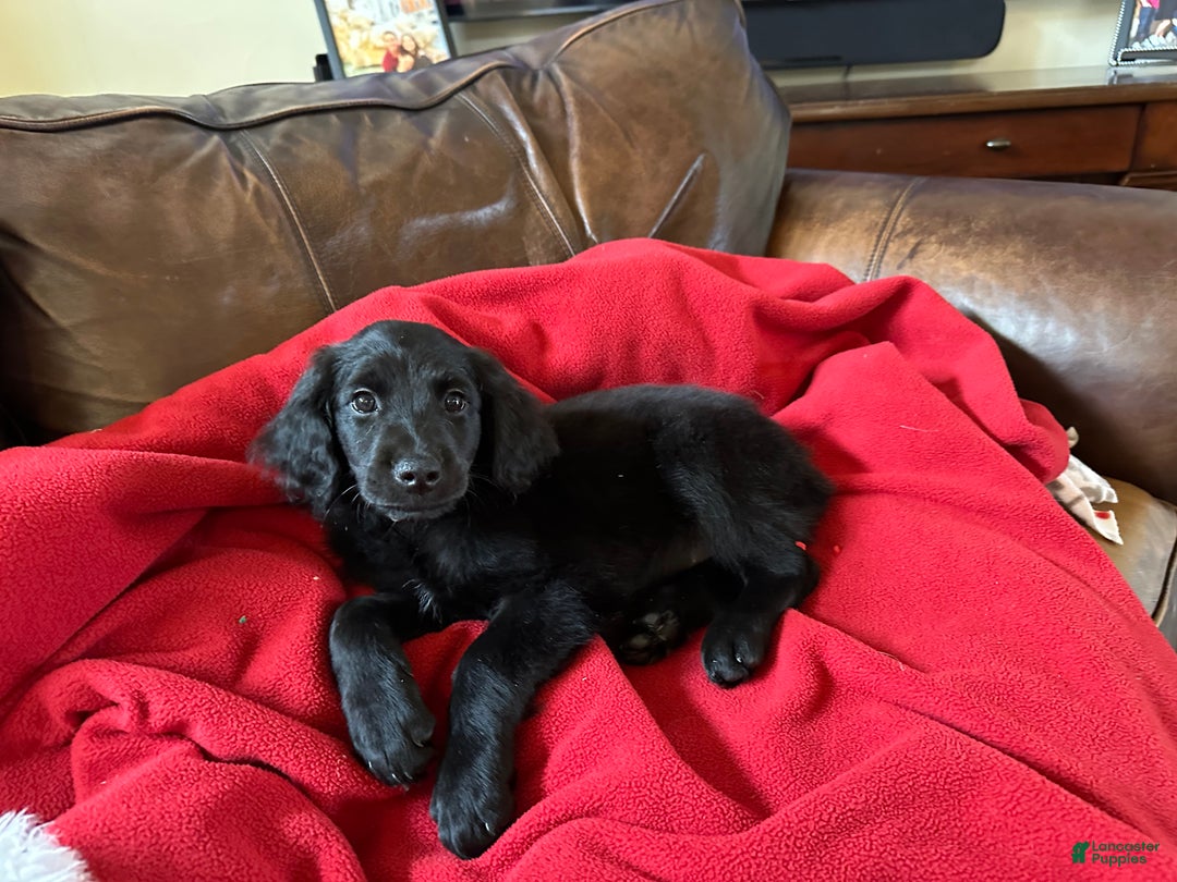 Goldendoodle dogs for sale: Yellow collar girl - Ad 7