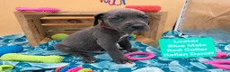 Daniff dogs for sale: Lester - Ad 4