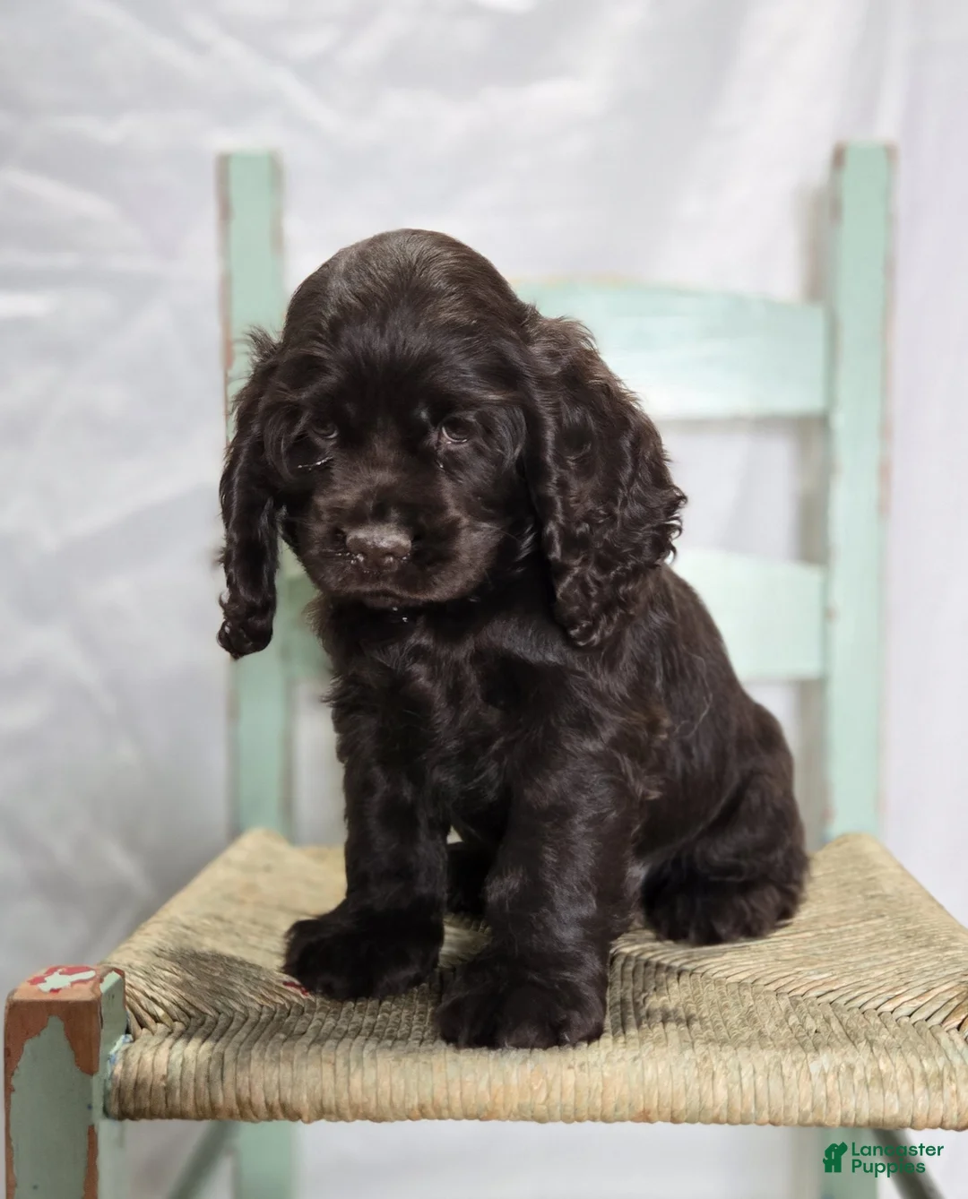 Cocker Spaniel dogs for sale: Jordan - Ad 2