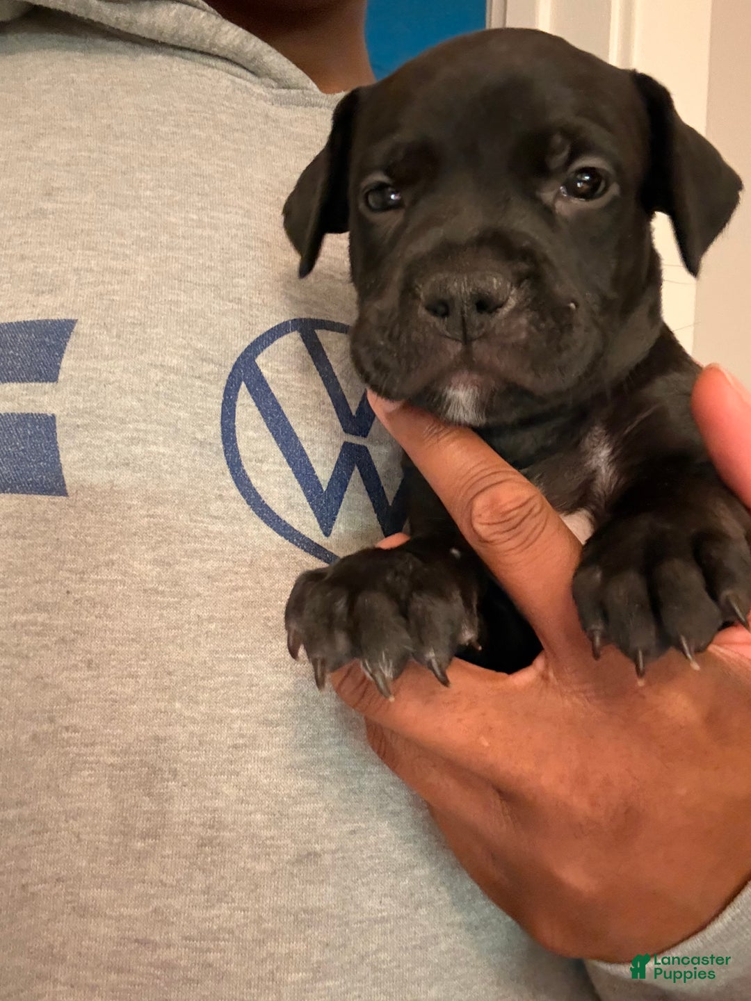 Mixed Breed dogs for sale: Pup Purple - Ad 2