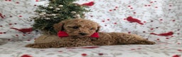 Miniature Poodle dogs for sale: Brogan - Ad 4