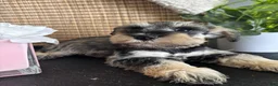 Miniature Schnauzer dogs for sale: Molly - Ad 22