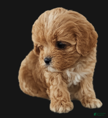Cavapoo dogs Buffy - Ad 37