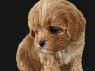 Cavapoo dogs Buffy - Ad 37