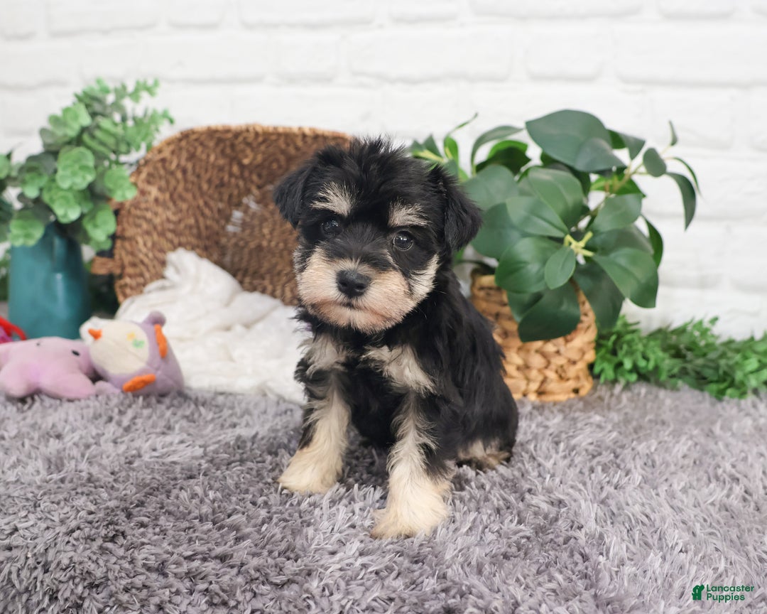 Miniature Schnauzer dogs for sale: Maureen  - Ad 8