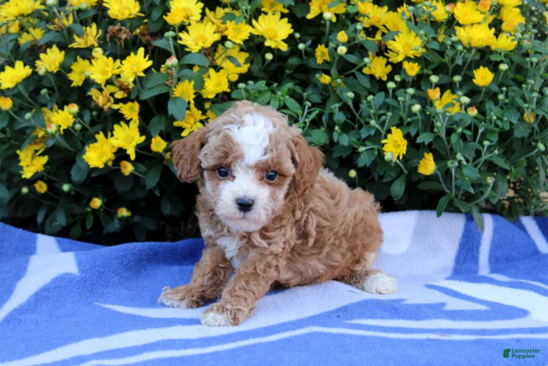 Pomeranian dogs for sale: Kayden - Ad 2