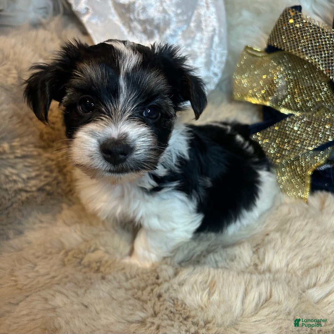 Mixed Breed dogs for sale: Dylan  - Ad 5