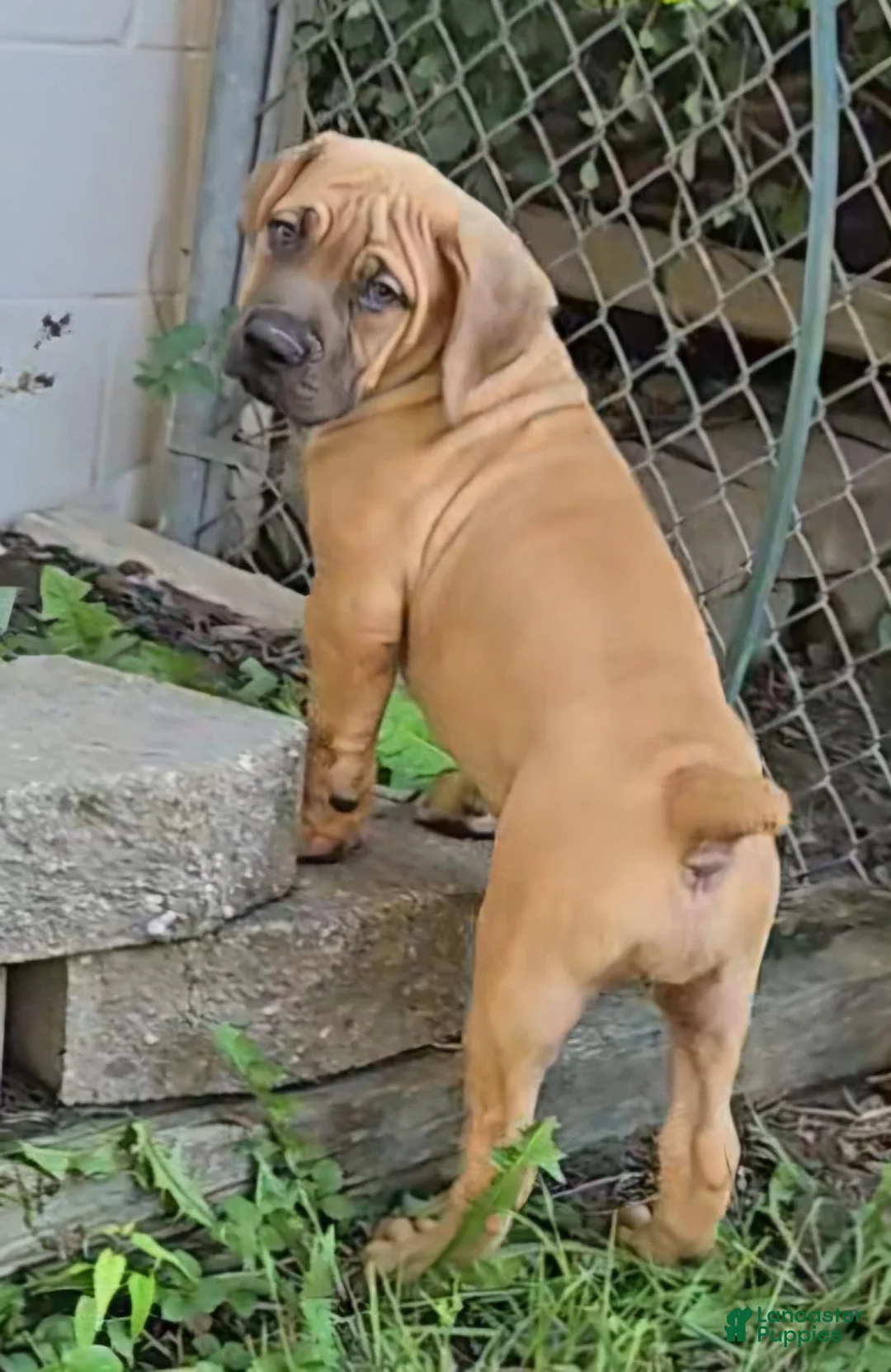 South African Boerboels dogs for sale: Boerboel Female 2 - Ad 3