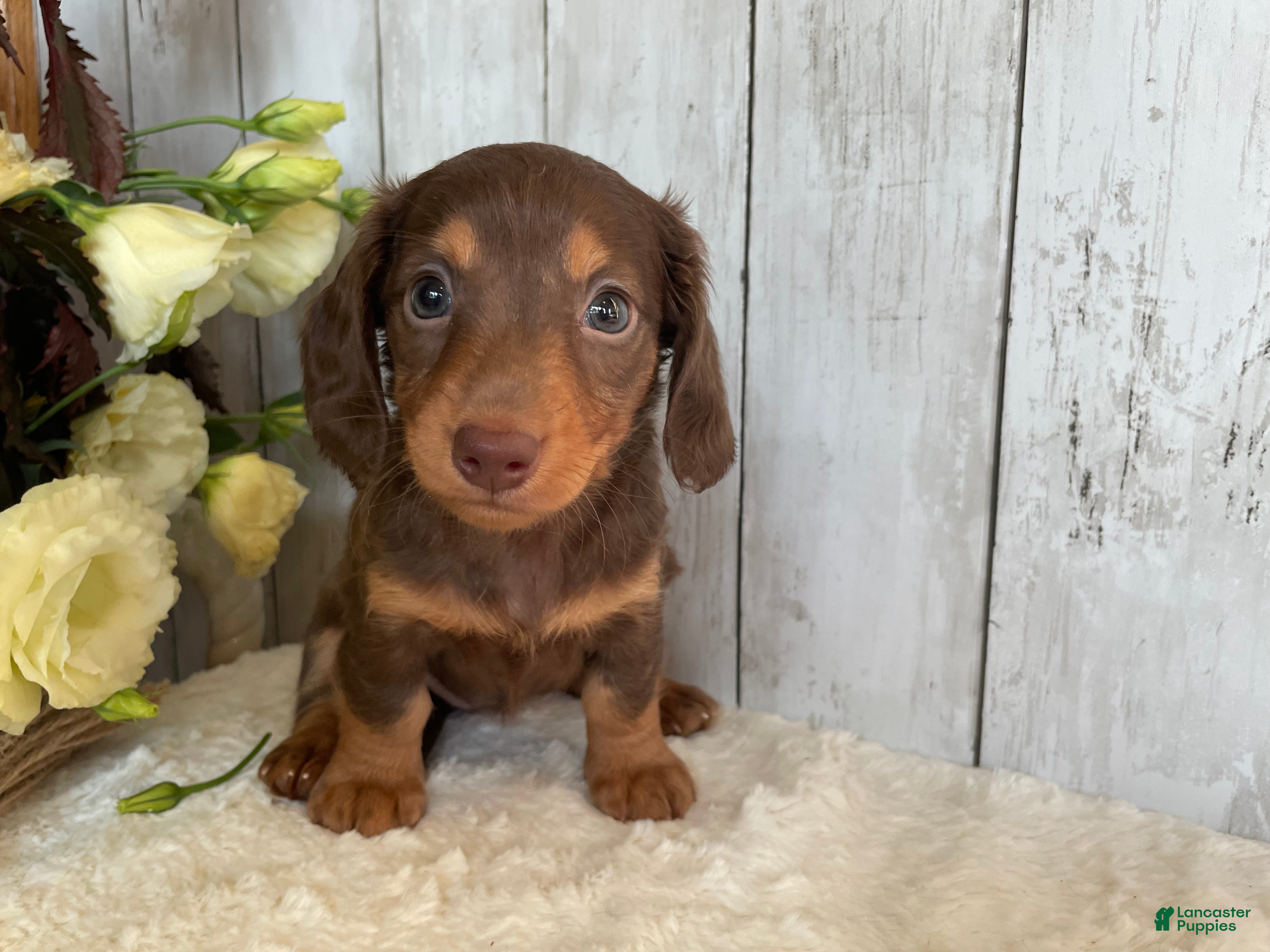 Miniature Dachshund dogs Cora - Ad 2