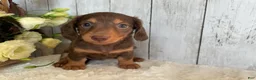 Miniature Dachshund dogs for sale: Cora - Ad 2