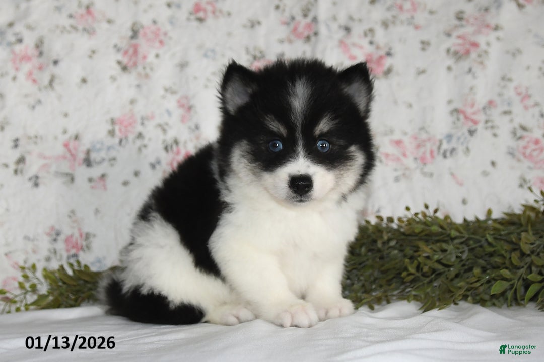 Pomsky dogs for sale: Kirk - Ad 1