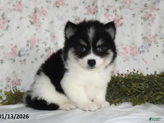 Pomsky dogs Kirk - Ad 14