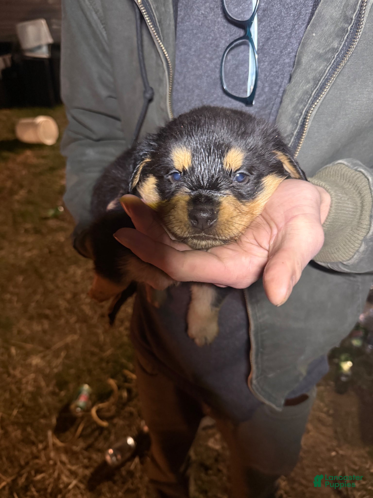 Rottweiler dogs Rottweiler Puppy 10 - Ad 15