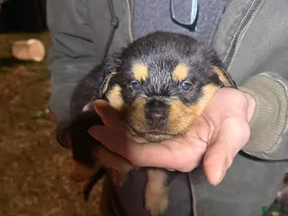 Rottweiler dogs Rottweiler Puppy 10 - Ad 15