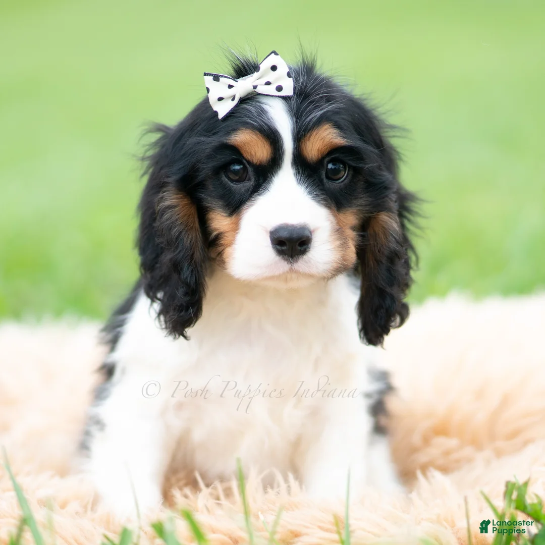 Cavalier King Charles Spaniel dogs for sale: Emmett - Ad 5