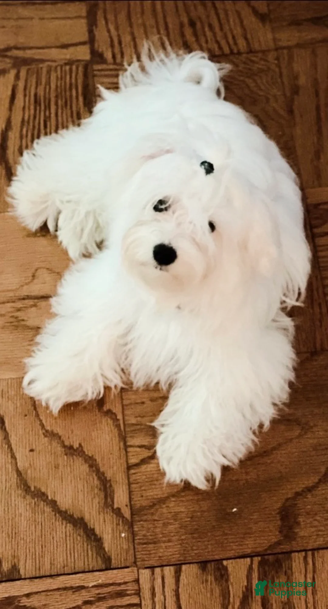 Maltipoo dogs for sale: Maltipoo Puppy 2 - Ad 8