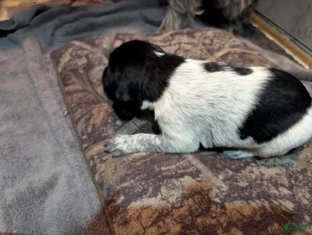 German Wirehaired Pointer dogs for sale: German Wirehaired Pointer Puppy 8 - Ad 2