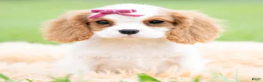 Maggie