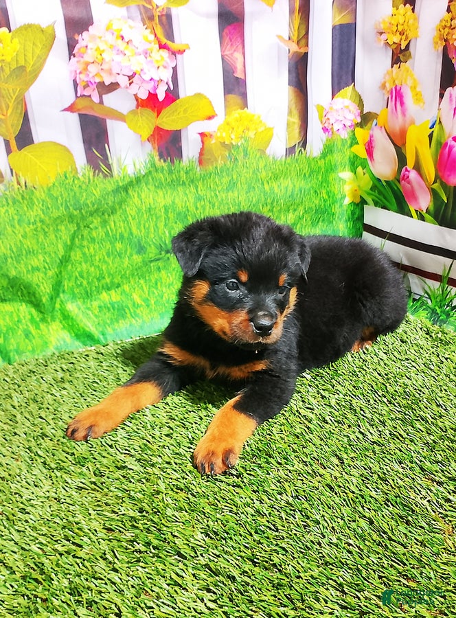 Rottweiler dogs Miles - Ad 1