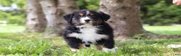 Bernese Mountain Dog dogs for sale: Spencer - Ad 2