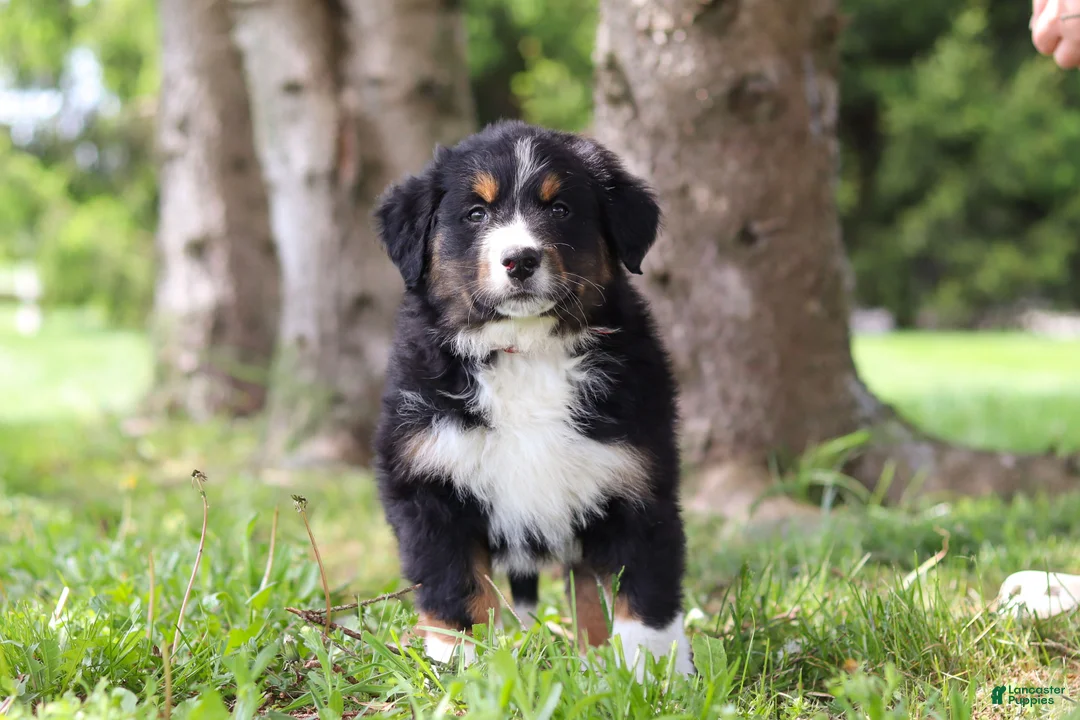 Bernese Mountain Dog dogs for sale: Spencer - Ad 2