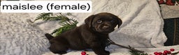 Labrador Retriever dogs for sale: Maislee  - Ad 1