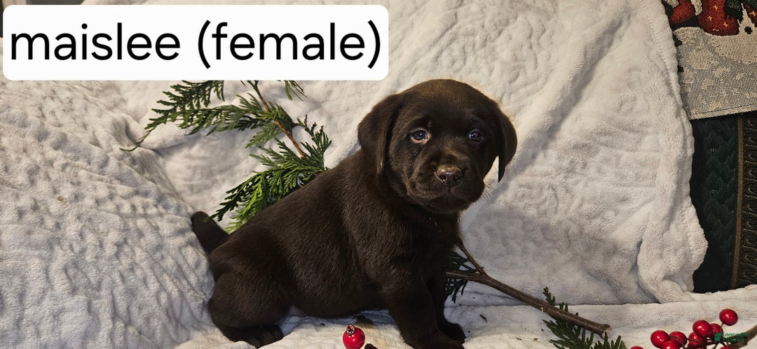 Labrador Retriever dogs for sale: Maislee  - Ad 1