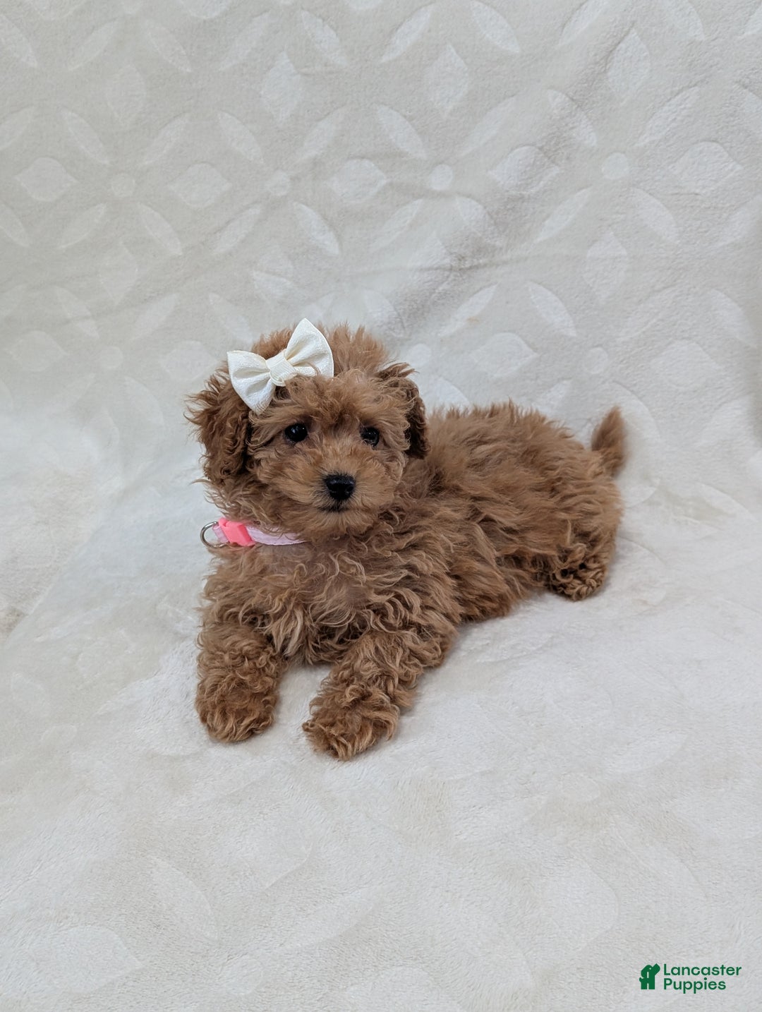 Toy Poodle dogs for sale: Amelia  - Ad 5