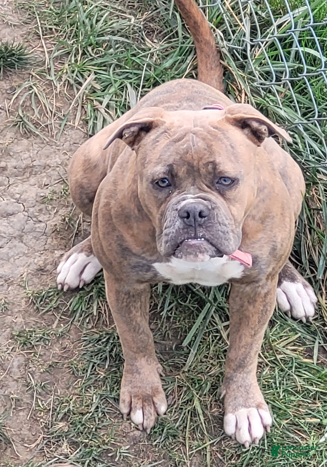 American Bulldog dogs for sale: Cleo - Ad 10