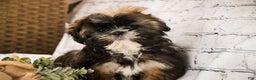 Shih Tzu dogs for sale: Shep - Ad 4
