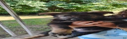 German Shepherd dogs for sale: Ace - Ad 2