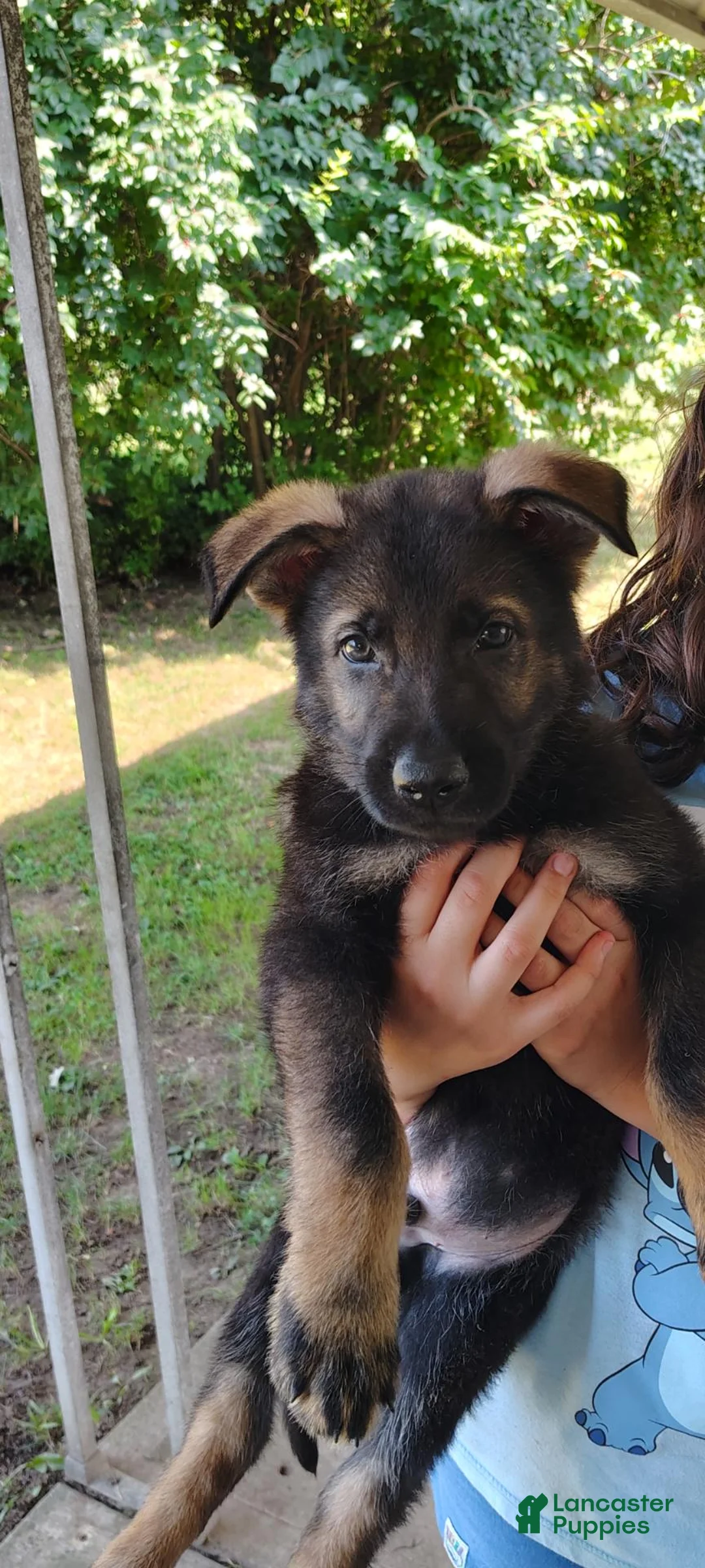 German Shepherd dogs for sale: Ace - Ad 2