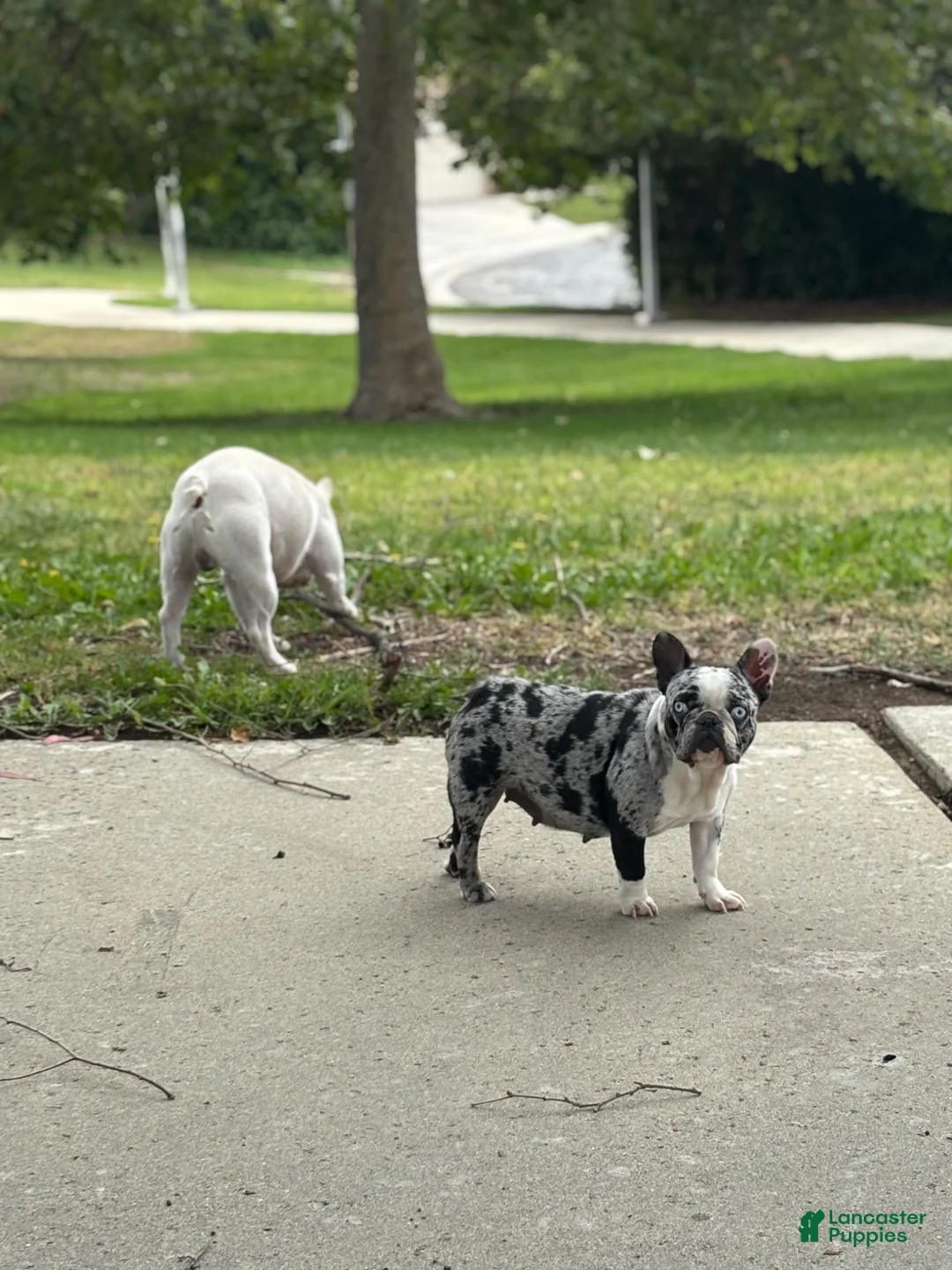 French Bulldog dogs for sale: French Bulldog 3 - Ad 8