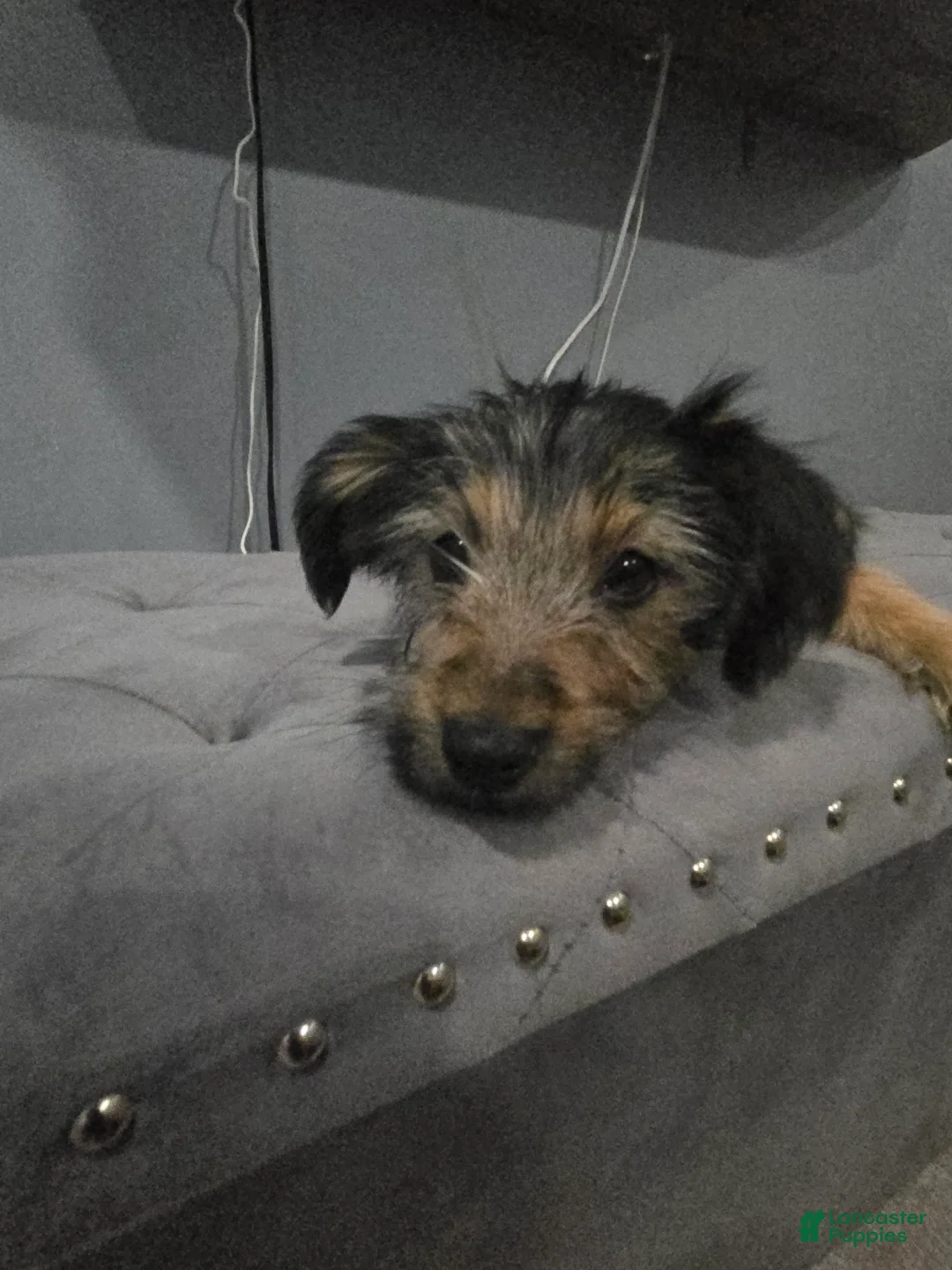 Shorkie dogs for sale: Shorkie Puppy 2 - Ad 2