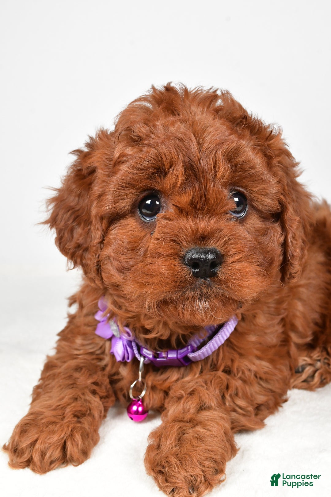 Cavapoo dogs for sale: Jo - Ad 3