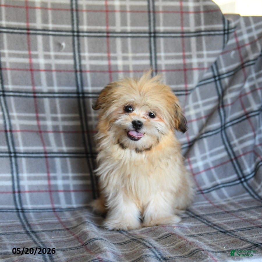Shih Tzu dogs Zachary - Ad 1