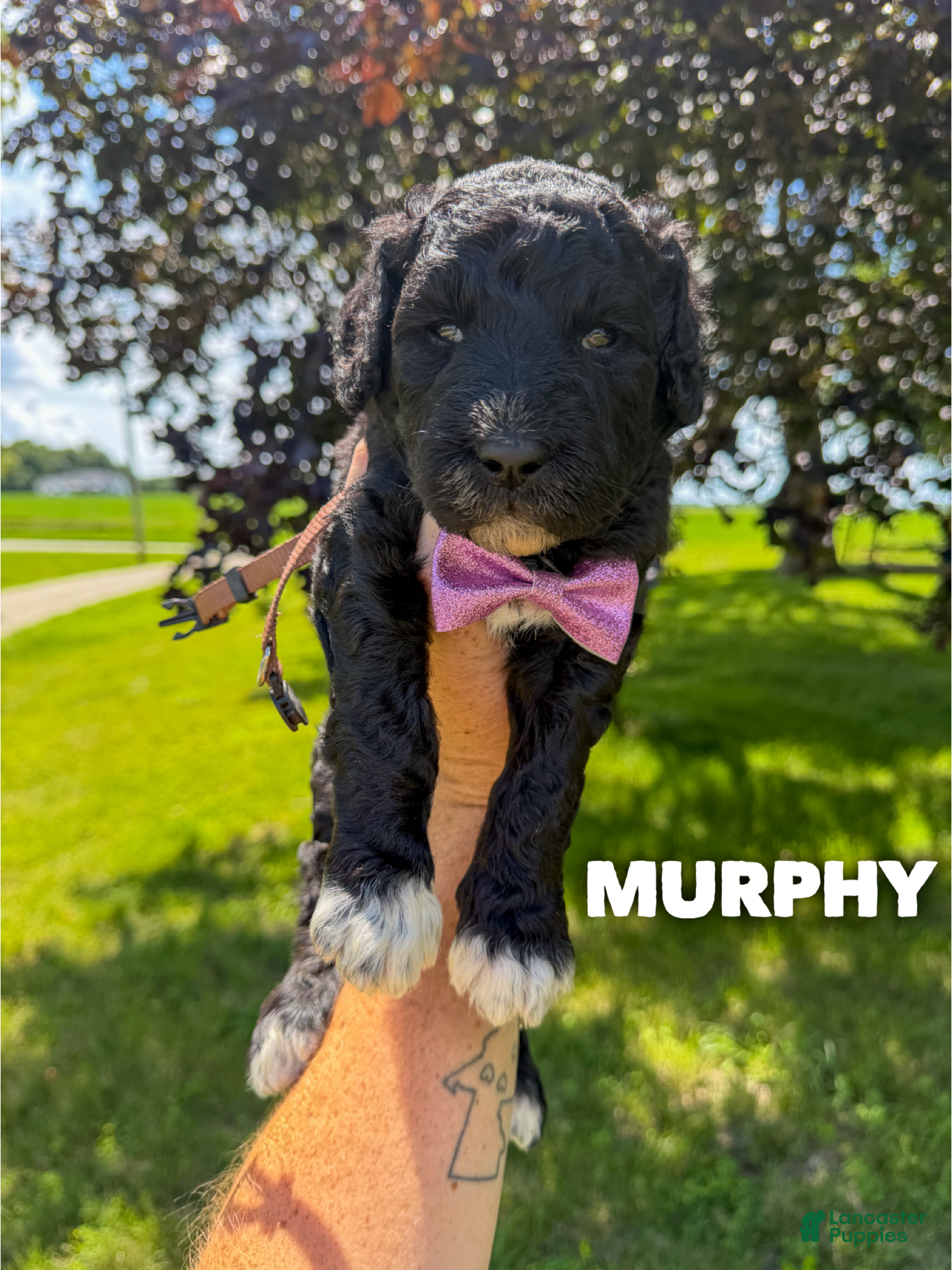 Goldendoodle dogs Murphy - F1b - Ad 1