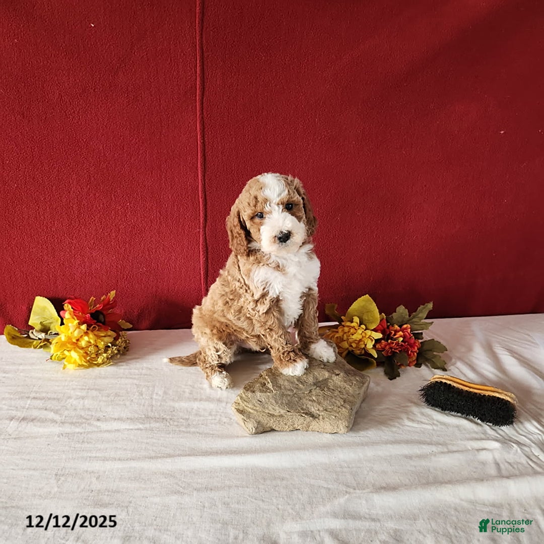 Mini Goldendoodle dogs for sale: Rufus - Ad 1
