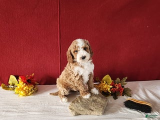 Mini Goldendoodle dogs Rufus - Ad 4