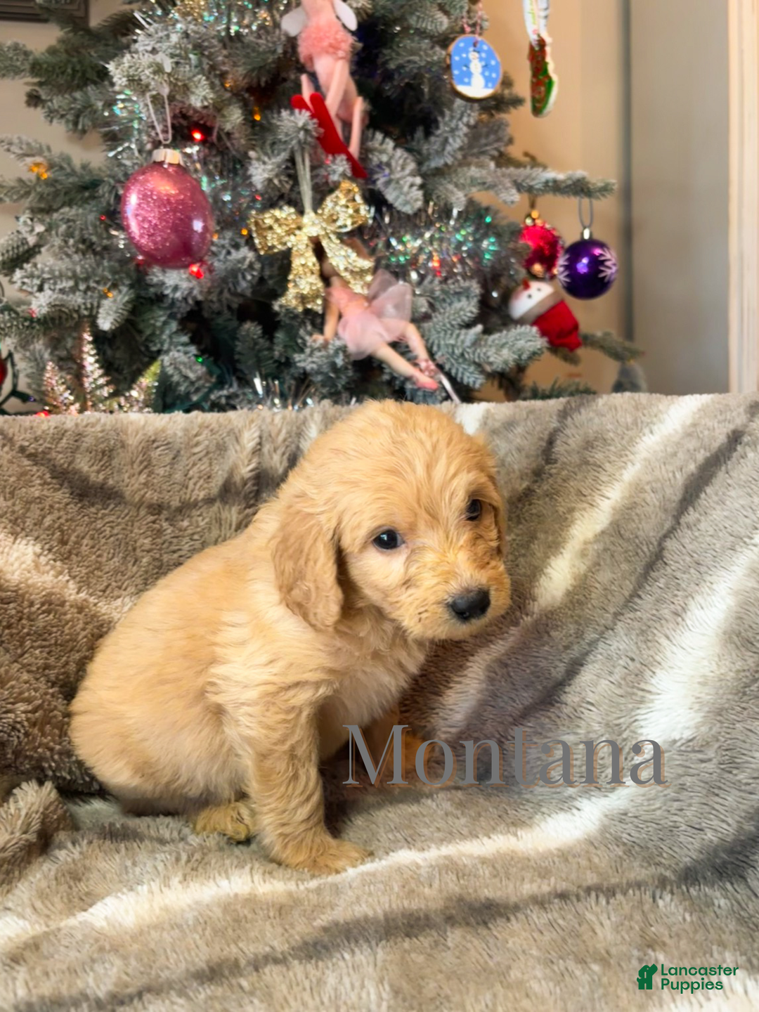 Goldendoodle dogs for sale: Montana  - Ad 2