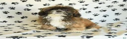 Mixed Breed dogs for sale: Uma - Ad 5