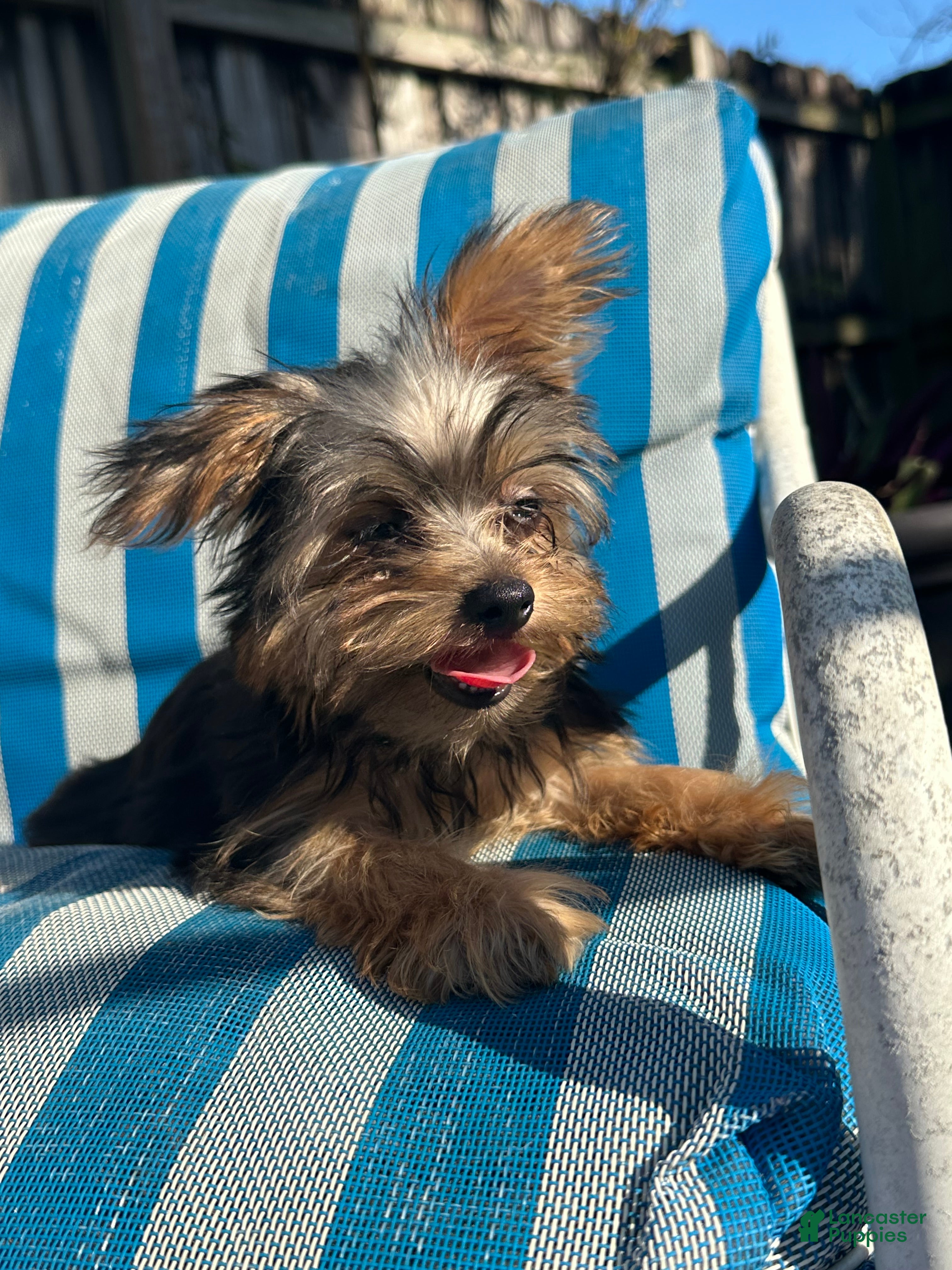 Yorkshire Terrier dogs Yorkshire Terrier Puppy 4 - Ad 42